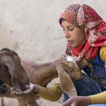 Young, colorfully-dressed Sabeen, age 15, knowingly tends to some goats. Young, colorfully-dressed Sabeen, age 15, knowingly tends to some goats.