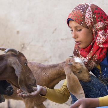 A girl feeds a goat. A girl feeds a goat.