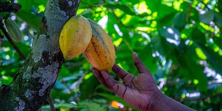 hand-with-cocoa-pod-ch11343669-rec hand-with-cocoa-pod-ch11343669-rec