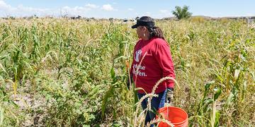 NM, a Save The Children staff member, holding an orange bucket harvests corn at a farm.-ch1886922-rec.jpg NM, a Save The Children staff member, holding an orange bucket harvests corn at a farm.-ch1886922-rec.jpg