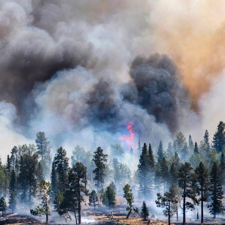 Wallow Fire in 2011 burned 538,000 acres and was the largest in Arizona history. Photo Credit: Rick D’Elia 2011. Wallow Fire in 2011 burned 538,000 acres and was the largest in Arizona history. Photo Credit: Rick D’Elia 2011.